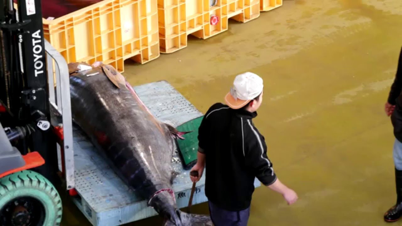 新荷さばき所完成 鮮度保持向上に期待 銚子漁港千葉毎日新聞