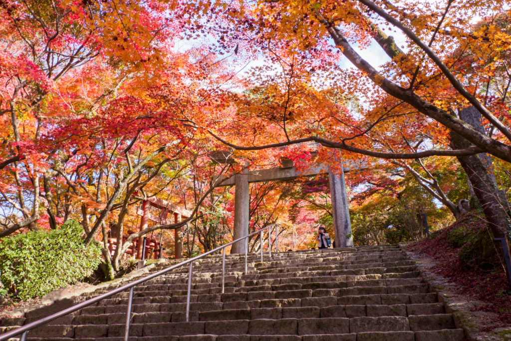 宝満宮竈門神社の桜 太宰府市- お花見2025 -