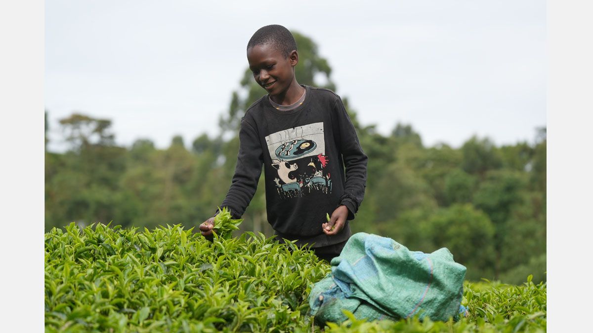 プランテーション農業の特徴とは？分布もモノカルチャー経済の問題点もわかりやすく解説！受験地理短期マスター塾