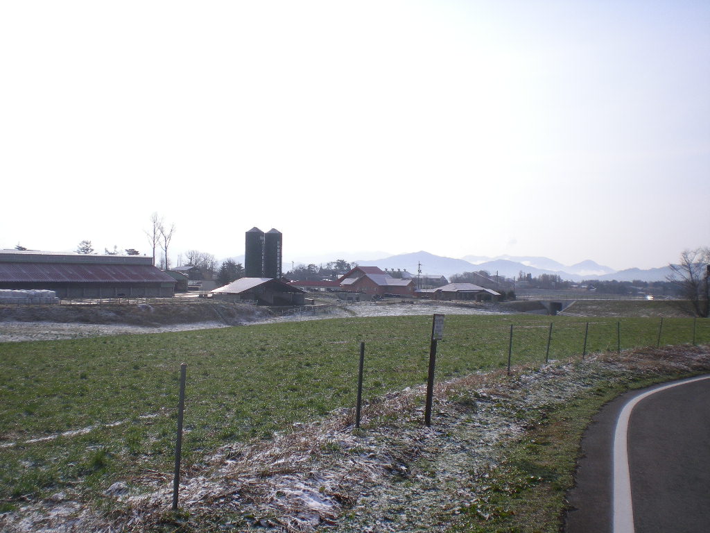 蒜山大山スカイライン 2025年4月17日 木