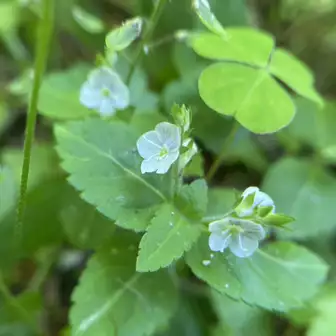 ショウキラン アーカイブ -