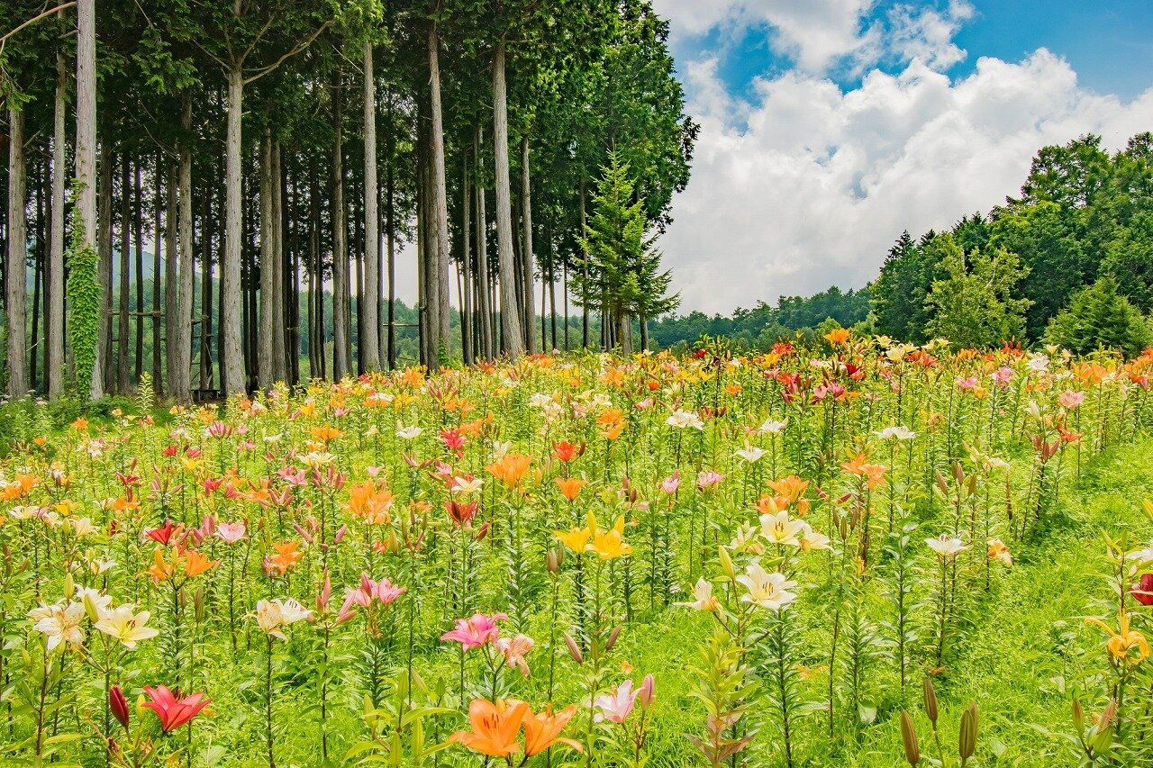 ハンターマウンテンゆりパーク日本最大級“400万輪”のユリが彩る『ゆり博』を開催！！株式会社東急リゾートサービス ハンターマウンテン 塩原のプレスリリース