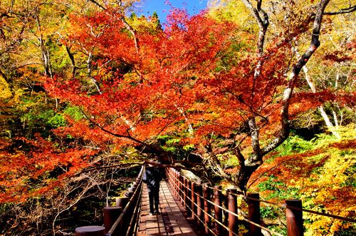 兵庫県の紅葉 姫路・丹波周辺のおすすめスポット20選！見ごろやイベント情報も 2024