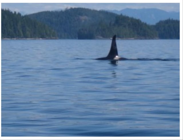 鹿児島のタコクラゲと人魚