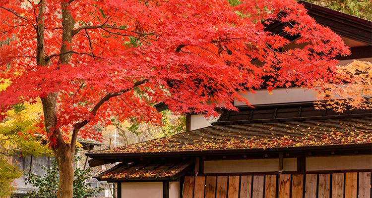 2025年秋 紅葉も映えも両方楽しめる♡秋旅におすすめの国内絶景スポット12選！fasme ファスミー