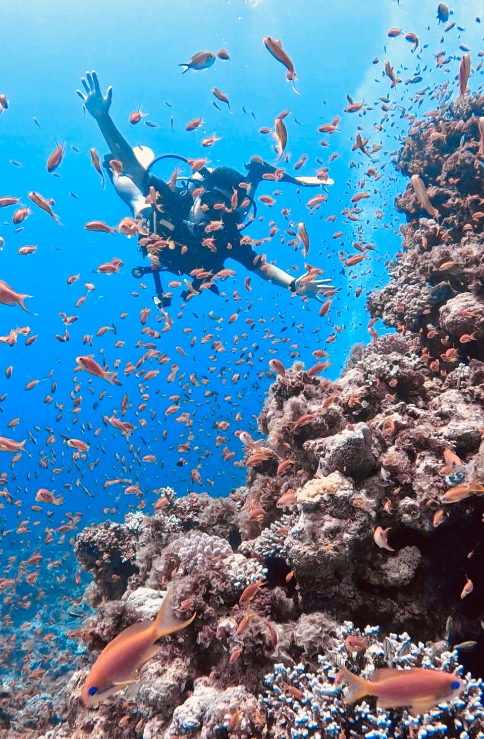 エジプト ”恋するダハブ” でダイビング！バックパッカーに大人気な理由とは？TapTrip