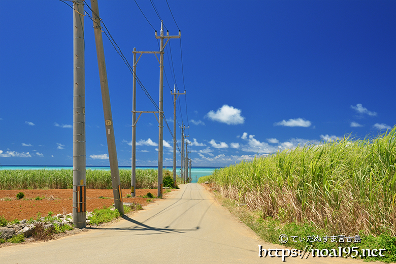 新品未開封 さとうきび畑の唄 完全版DVD明石家さんま出演黒木瞳出演