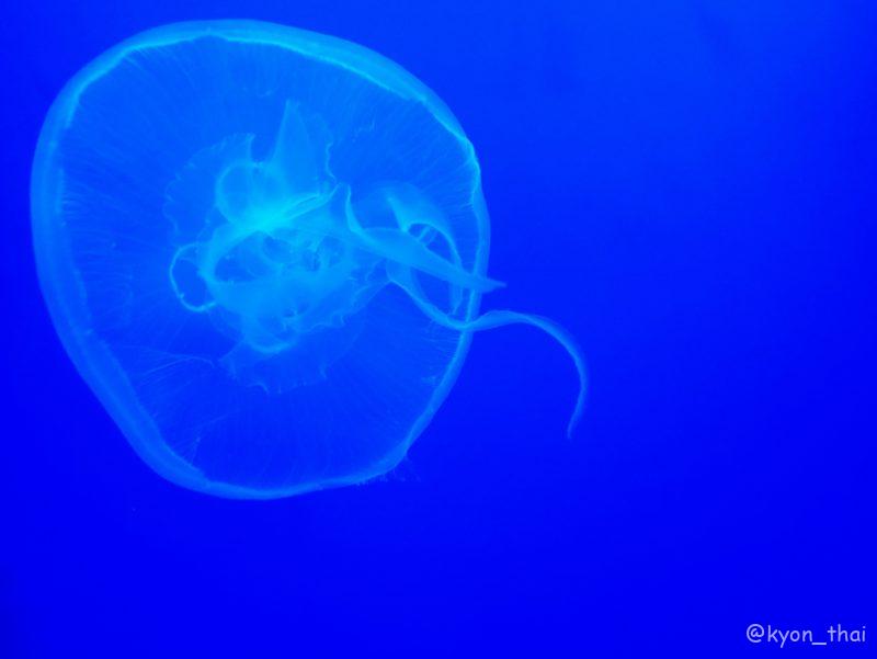 泰国の変なスポット: Sea Life