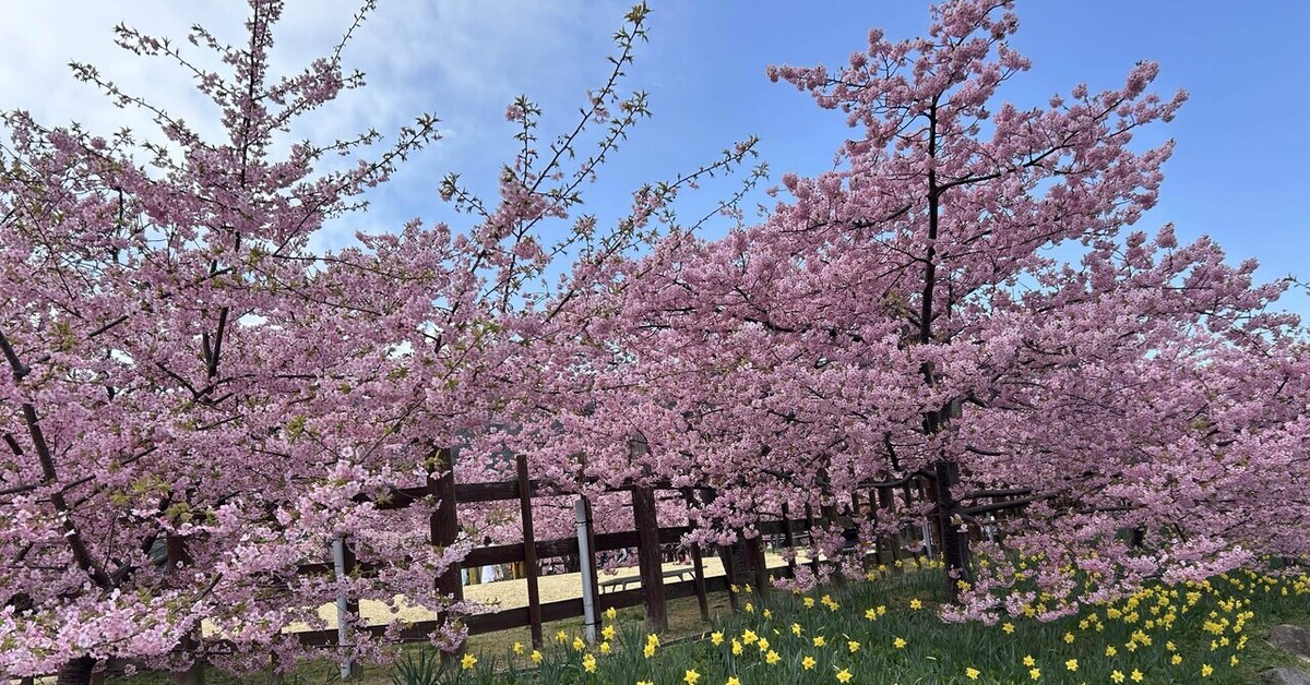 上関城山歴史公園の桜が満開！河津桜と瀬戸内の景色に癒されるスポット