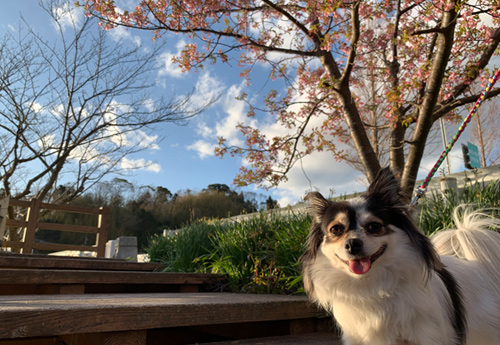 鋸南町・佐久間ダム湖親水公園のソメイヨシノが見頃に 2019年4月- 南房総田舎暮らしと車中泊の旅