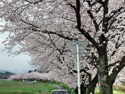 都幾川桜堤の桜 比企郡嵐山町 の地図・アクセス