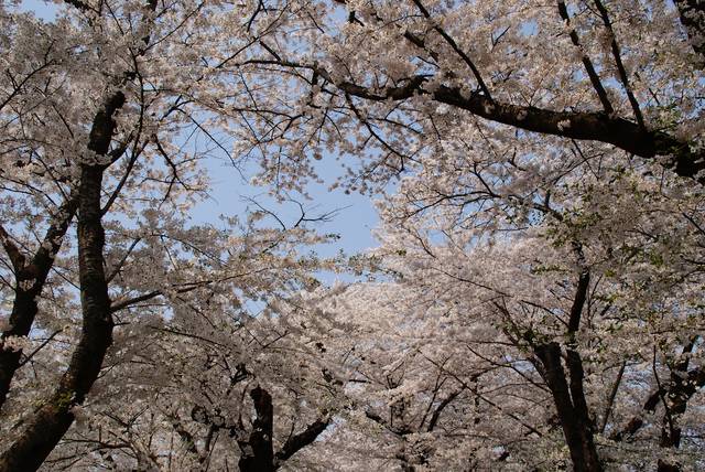 東北エリア桜・お花見ツアー・旅行2026│クラブツーリズム