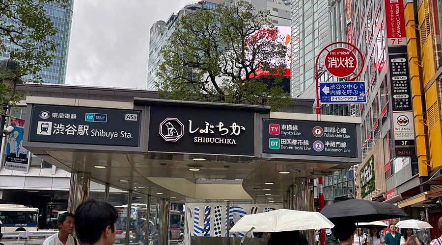 スクランブル交差点を眺めるベストスポット5選