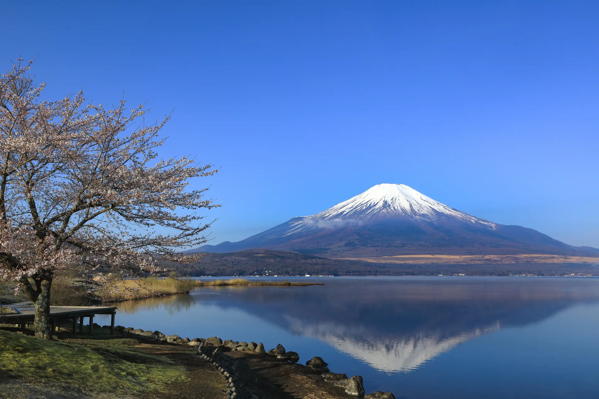 日本河口湖逆富士整理攻略大石公園美麗花海 含空拍影片– Dribs