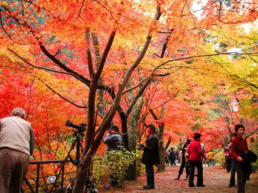 奥津渓の紅葉を求めて四季の彩り