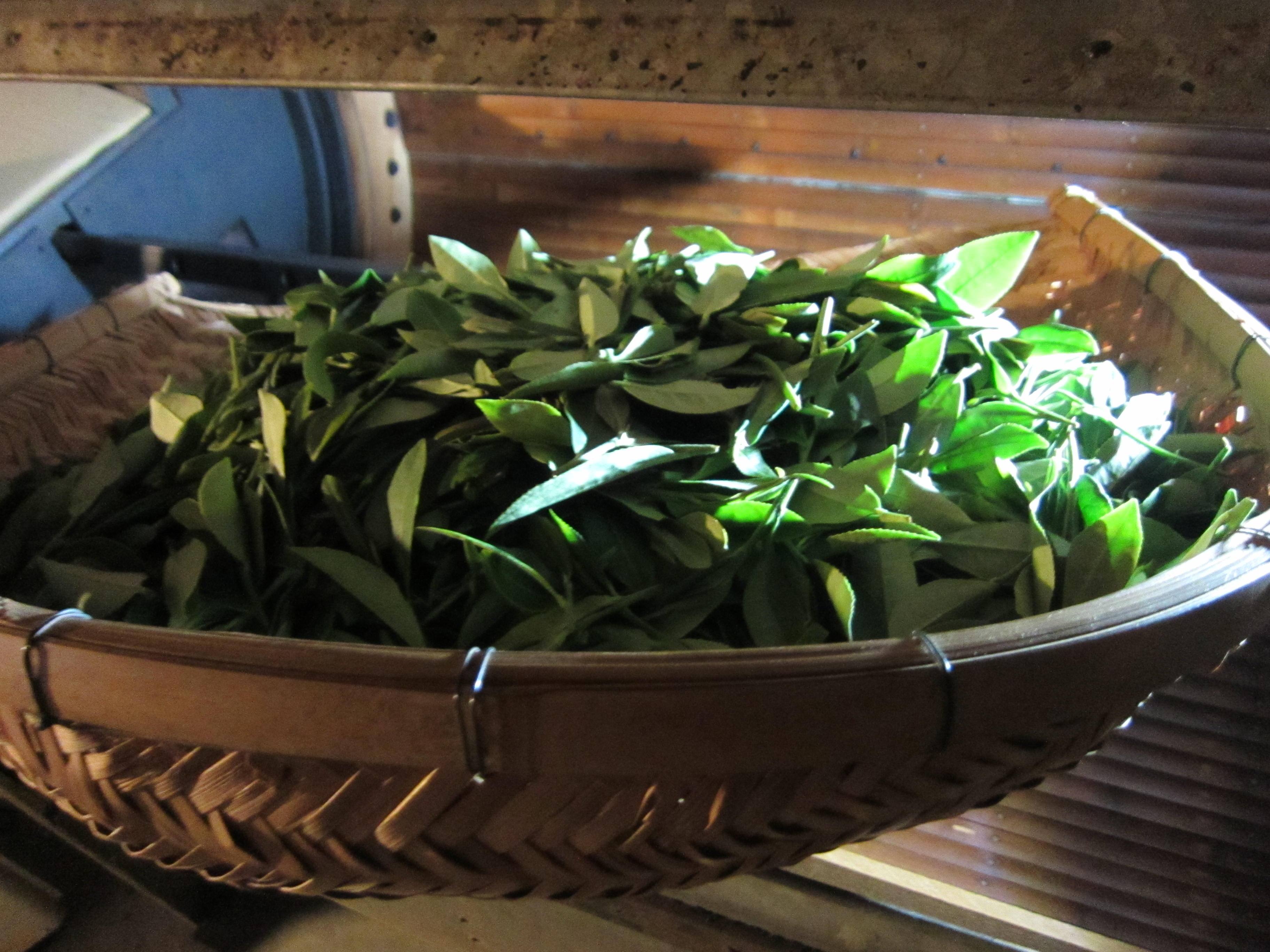 牧之原山本園samurai teafarm@morihiko.yamamoto.1• Instagram