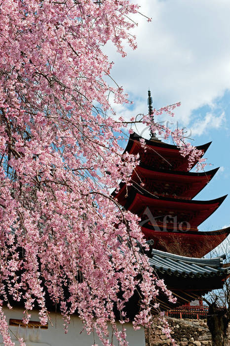 厳島神社 五重塔はあっという間の1週間で足場が出来上がりました これから、全国屈指の宮大工さん達が工事にかかります。2年間、首を長ーくして待ちましょう😆五重塔工事中修繕工事宮大工厳島神社足場工事足場宮島⛩️だいこん屋もみじ饅頭パイ