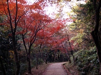 兵庫県 秋の赤穂で絶景カフェと紅葉を楽しむTrip.com 赤穂
