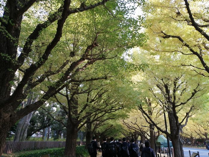 東京 神宮外苑イチョウ並木の歩き方🍁☕️Titicaca