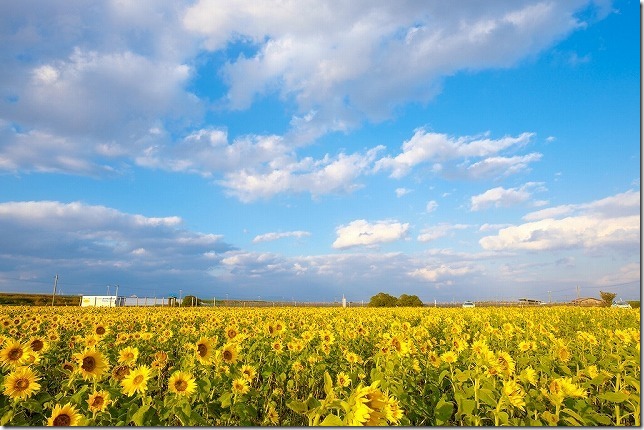 柳川ひまわり園2024」約50万本のひまわり！日没後ライトアップも 柳川市久留米ファン