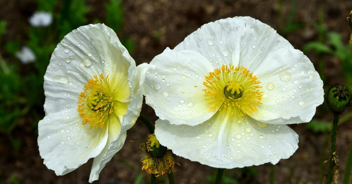 堀江 貴文氏も参画するアイスランド「日本産いちご植物工場」プロジェクト始動に向けた資金調達を株式投資型クラウドファンディングサービス「FUNDINNO ファンディーノ 」を通してスタート。アイファーム株式会社のプレスリリース