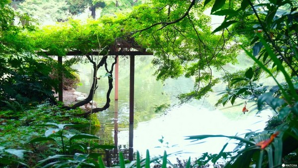 新宿御苑 「言の葉の庭」聖地巡礼アミママ子育て日記～長男高校3年生18歳＆次男中学3年生15歳～