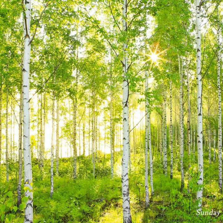 Amazon.co.jp: タペストリーF02 路地