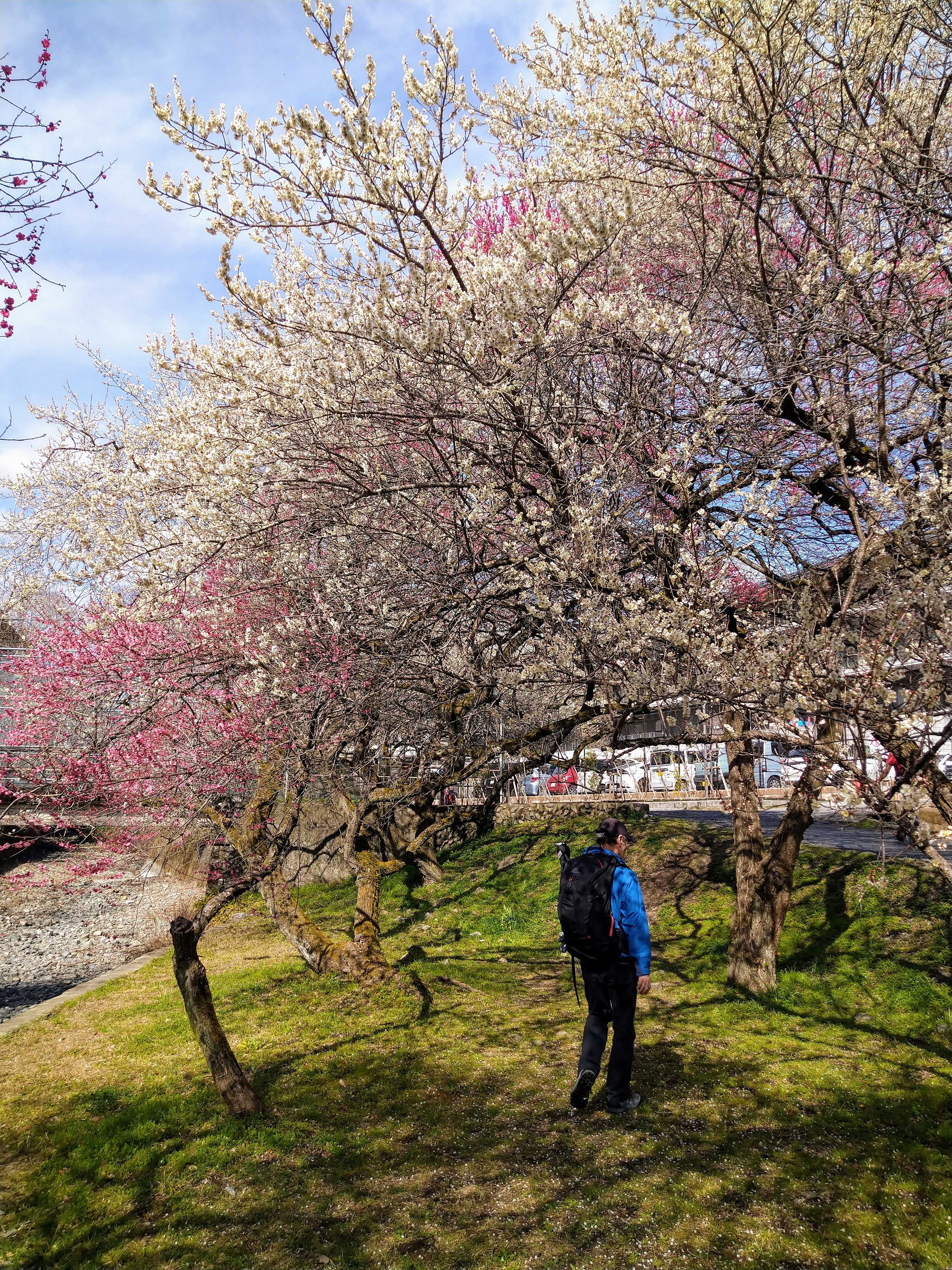 南高尾登山 西山峠〜高尾山縦走コース。ニリンソウの群生が幻想的すぎる世界だった