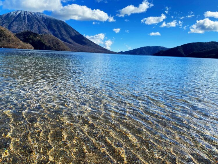 栃木県の巨木 日光中禅寺湖・千手ヶ浜のハルニレ巨木群