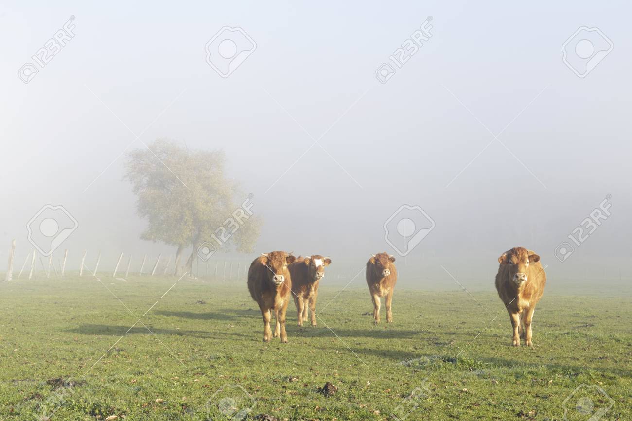 フランス・リムーザン地方の伝統菓子 ブルーベリーのクラフティ