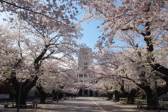 国立大学通りの桜並木 写真素材6135561- フォトライブラリ