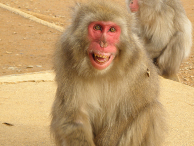 嵐山モンキーパークいわたやまの餌付けタイム