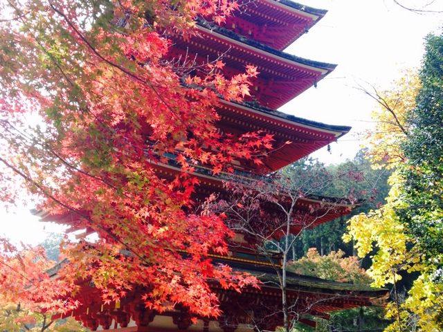 長谷寺奈良県観光 公式サイトあをによし なら旅ネット桜井市山の辺・飛鳥・橿原・宇陀エリア神社・仏閣神社・仏閣