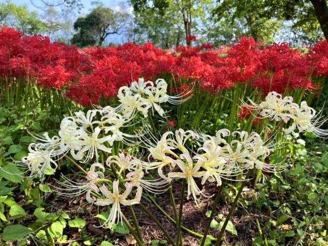🌕🌾桂浜お月見ムードのムーンウィーク🐇 期間:9 14 土 〜9