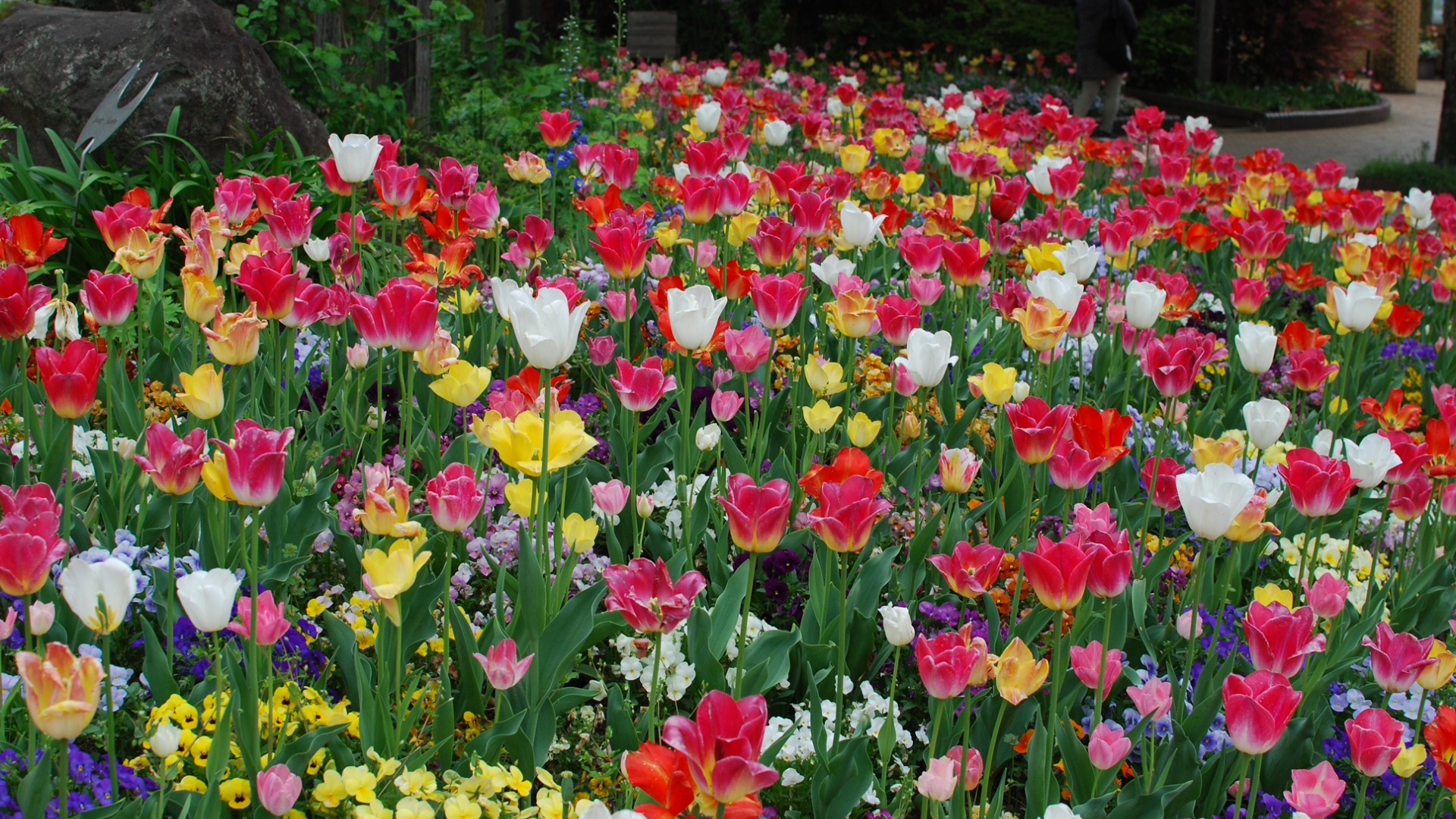 名古屋市昭和区 初夏の鶴舞公園の彩り「ネモフィラ」が満開を迎えています！ 土庄雄平- エキスパート -