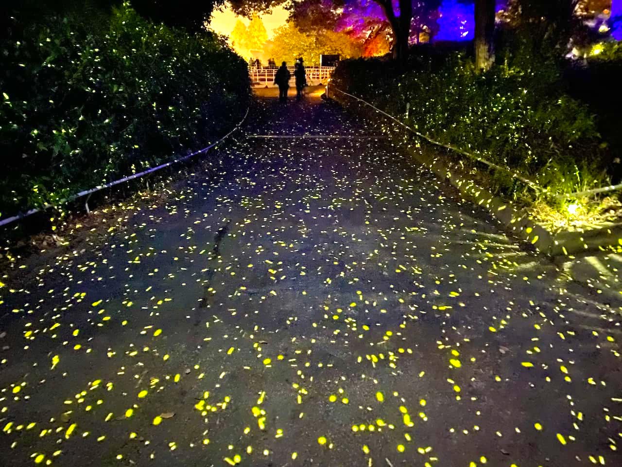 西武園ゆうえんちの夕日の街灯りイルミネーション2025 年のリアルなLemon8ユーザー体験