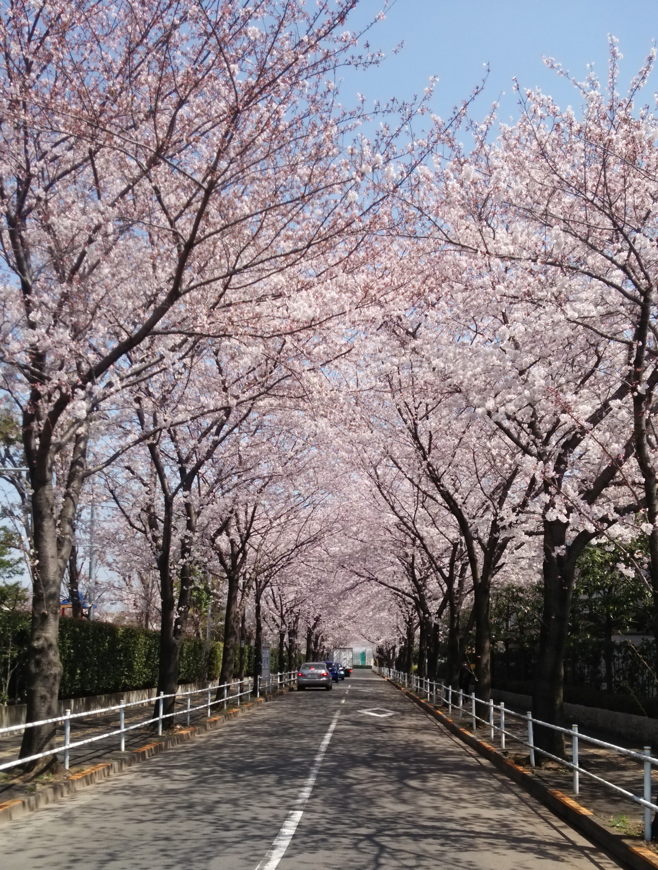 東京都国立市の風景 大学通り 桜並木 春の写真素材43873489- PIXTA