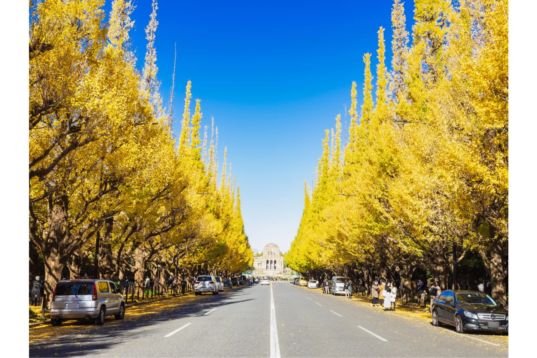 2022年、紅葉もほぼ終わった神宮外苑のイチョウ並木。ライトアップと歩行者天国も最後の週末へ！歩いて知った麻布ガイド