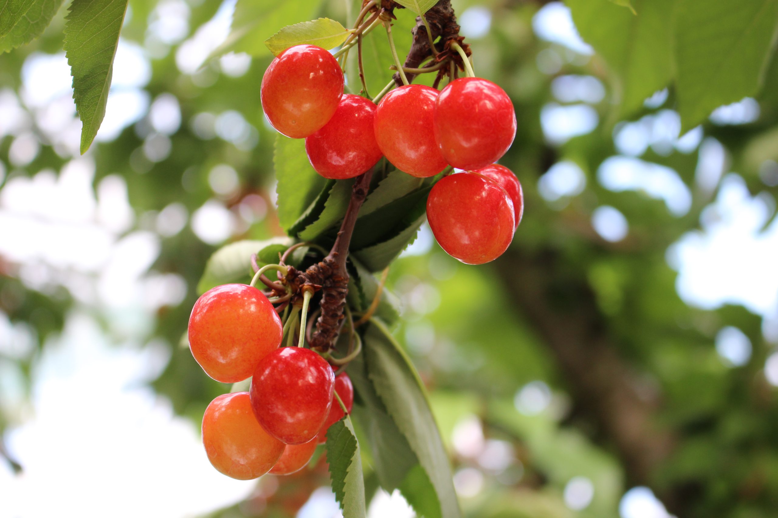 群馬のさくらんぼ狩りおすすめ15選2023年の人気スポットから穴場まで