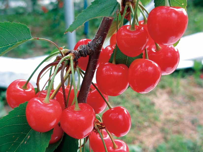 上今諏訪のさくらんぼ狩りランキングTOP6 - じゃらんnet