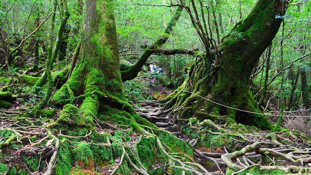 屋久島へのアクセス方法・行き方〜飛行機、高速船、フェリー情報屋久島観光協会