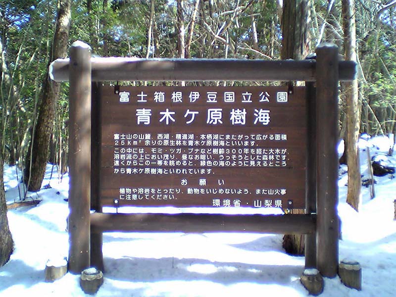 野草生活: 富士山：青木ヶ原樹海の花巡り