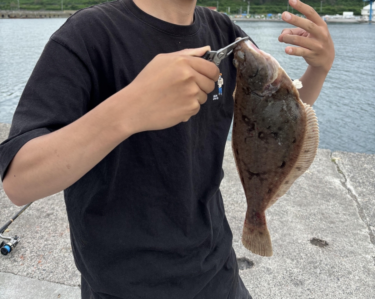 北海道でのヒラツメガニの釣り方を考察！実釣編。サンマ餌で釣れた奇跡の巨大カレイ！？│北海道発信の釣り情報ブログ│ふぃっしんぐっど