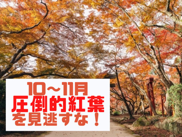 小田原城の紅葉シーズン混雑状況時間帯・見頃・注意点など徹底解説Banzokuの鳥&旅ブログ