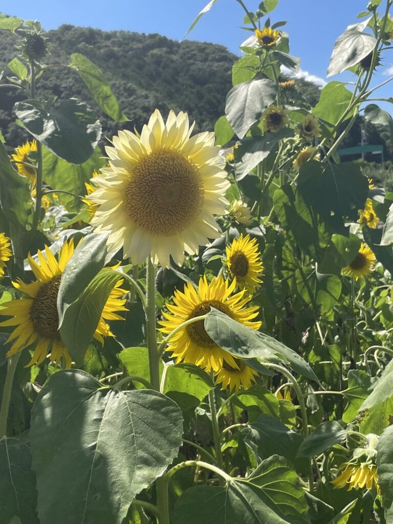 志摩市観光農園のひまわり畑 三重県 志摩市の写真素材FYI07563955ストックフォトの Qlean