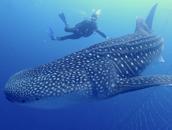 こんなにデカいの！世界最大の魚・ジンベエザメと泳げる5つの海ダイビングと海の総合サイト・オーシャナ