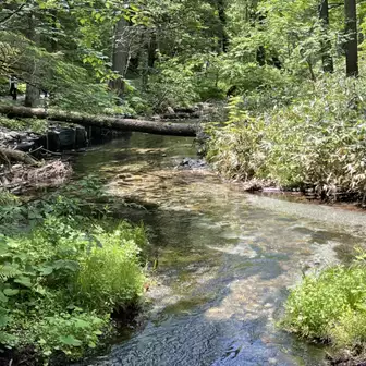 ２０２３ 夏の上高地北国のスイセン栽培日記