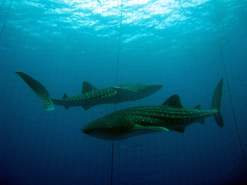 ジンベイザメと泳ぐ＆モアルボアルツアー 大人気の高遭遇率ウミガメ探し イワシの大群＆トルネードでシュノーケリング＆ホワイトビーチ1日満喫＜日本語ガイド 記念写真プレゼント＞セブ島オプショナルツアー現地予約＆観光旅行セブイク