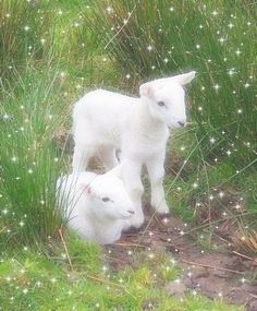 コテージコア フローラル ミディドレス