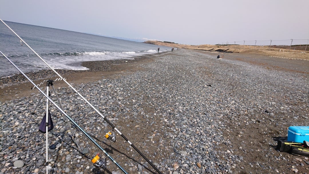 増毛漁港で良型カレイあがる！みんなの北海道釣り情報 - みんなの北海道釣り情報